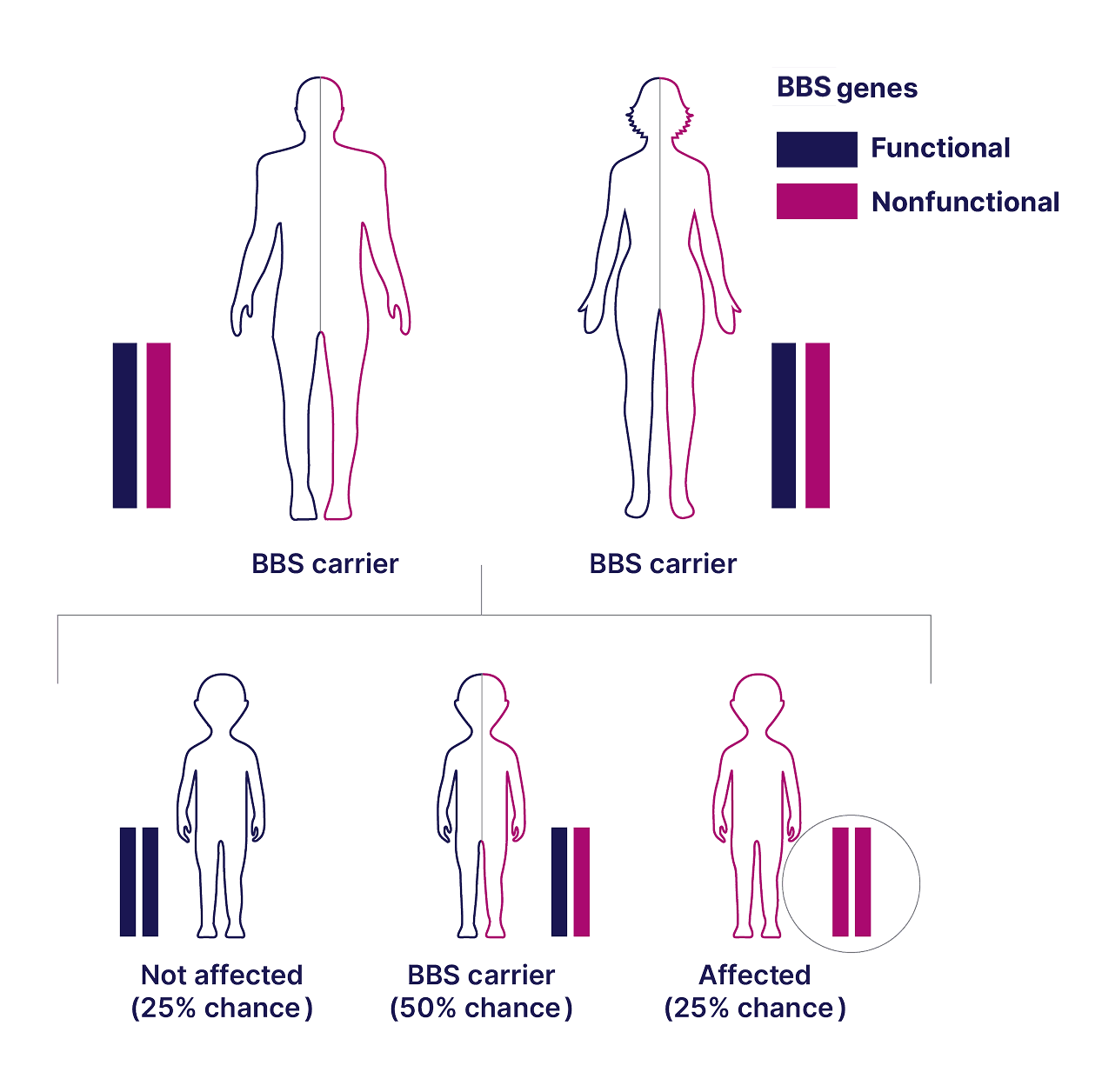 Bardet-Biedl syndrome (BBS) is inherited in an autosomal recessive manner. Affected individuals have a variant in both copies of a Bardet-Biedl syndrome (BBS) gene, meaning the parents of the affected individual were likely carriers of a single variant.