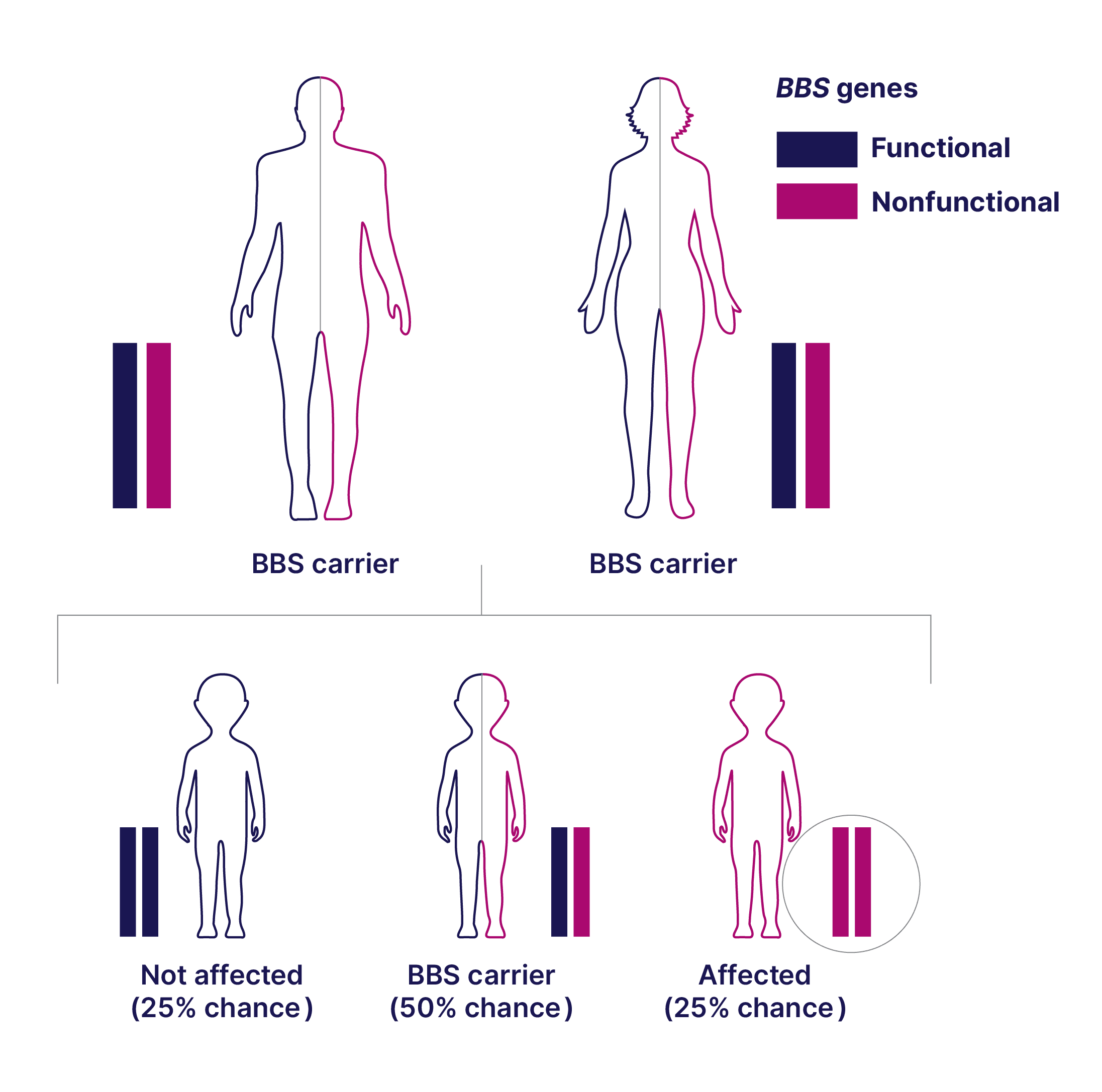 Bardet-Biedl syndrome (BBS) is inherited in an autosomal recessive manner. Affected individuals have a variant in both copies of a Bardet-Biedl syndrome (BBS) gene, meaning the parents of the affected individual were likely carriers of a single variant.