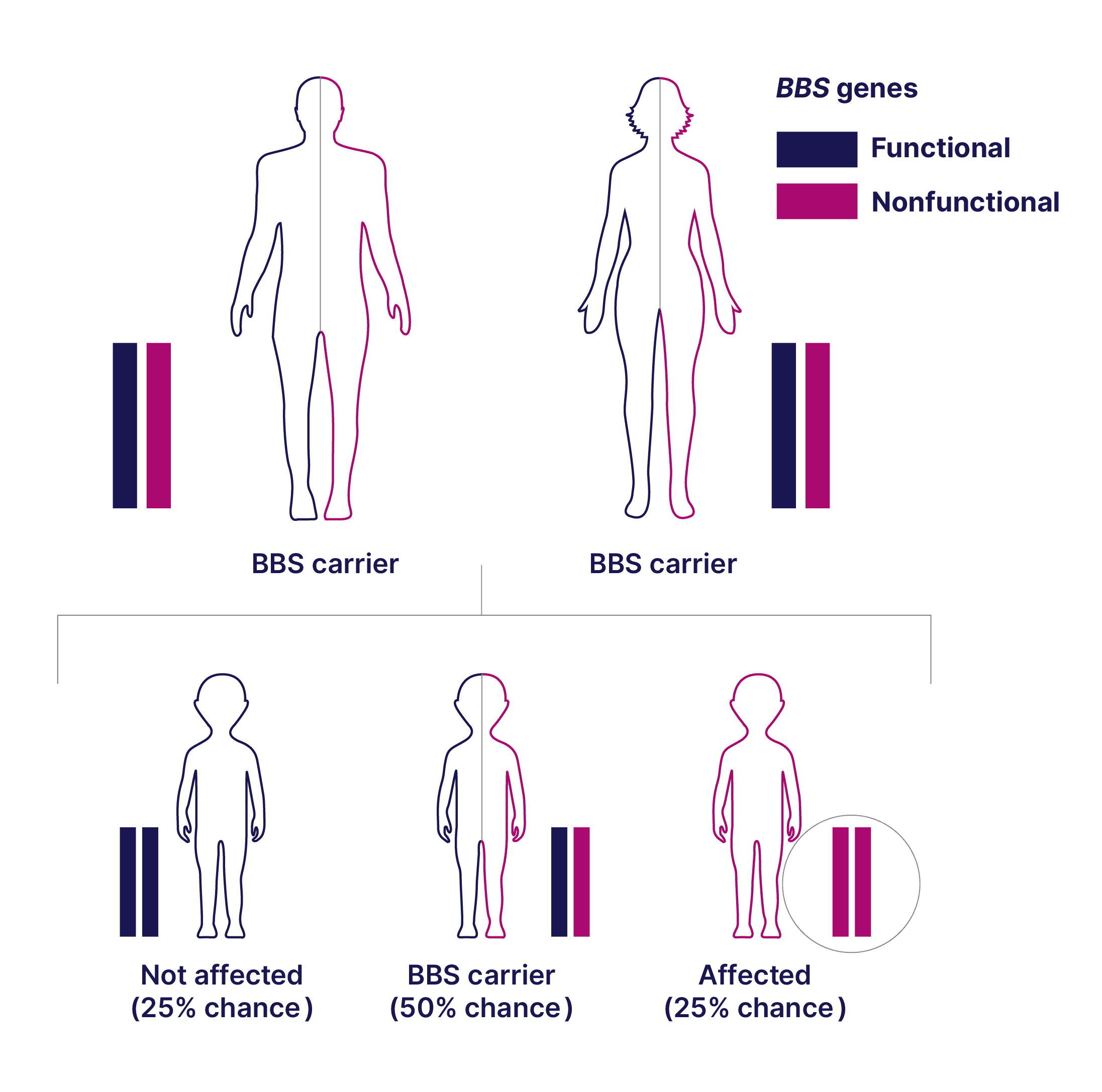 Bardet-Biedl syndrome (BBS) is inherited in an autosomal recessive manner. Affected individuals have a variant in both copies of a Bardet-Biedl syndrome (BBS) gene, meaning the parents of the affected individual were likely carriers of a single variant.