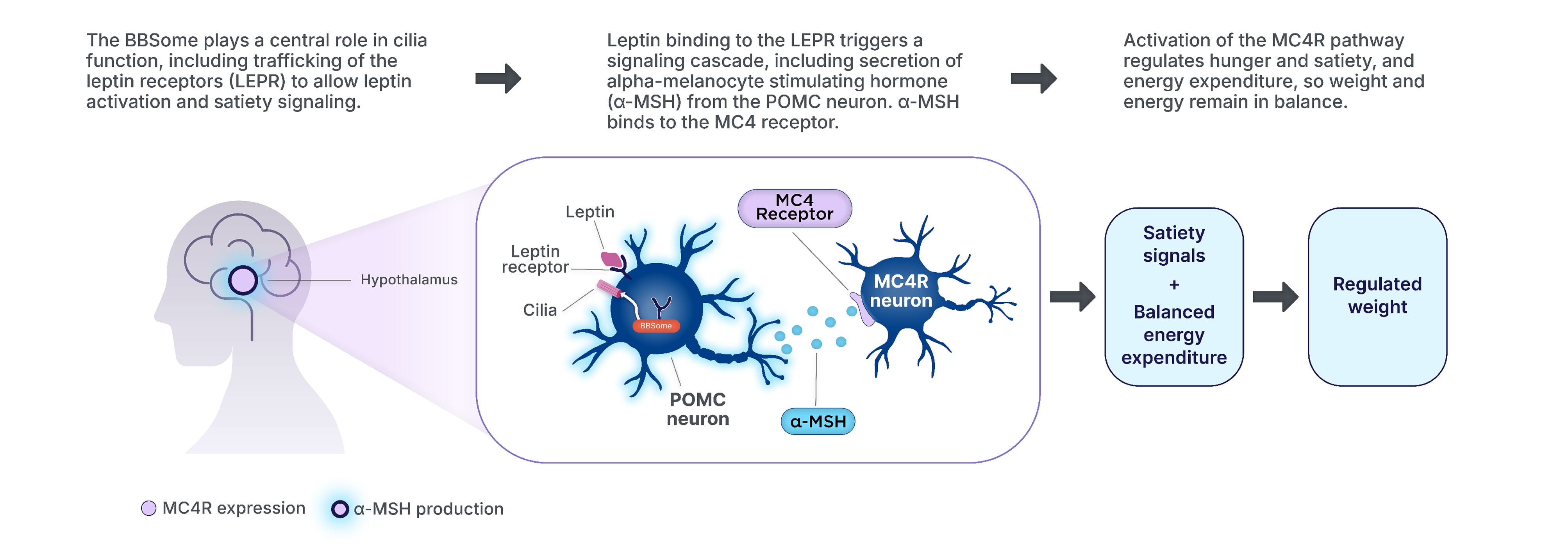 The Bardet-Biedl syndrome (BBS)ome plays a central role in cilia function, allowing leptin activation and satiety signaling. Leptin binding to the LEPR triggers a signaling cascade that includes the secretion of alpha-melanocytestimulating hormone from the POMC neuron that binds to the MC4 receptor. This activation of the MC4R pathway regulates hunger, satiety, and energy expenditure, so weight and energy remain in balance.