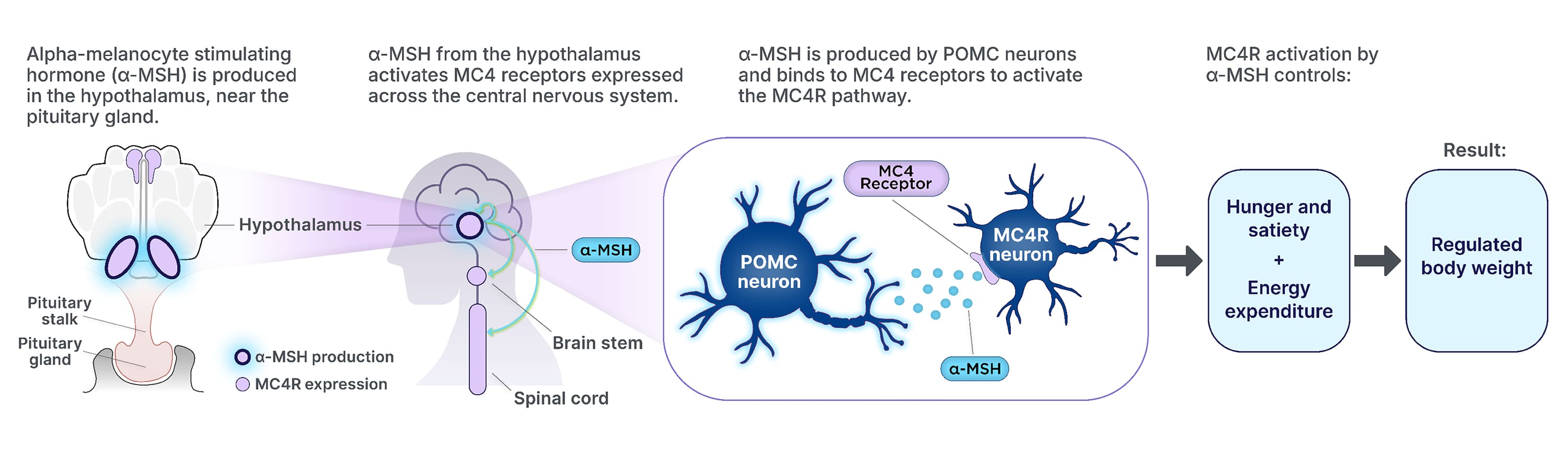 Alpha-melanocyte-stimulating hormone is produced in the hypothalamus and activates MC4 receptors expressed across the central nervous system. The hormone is produced by POMC neurons and binds to MC4 receptors to activate the MC4R pathway, which controls hunger, satiety, and energy expenditure that results in regulated body weight.