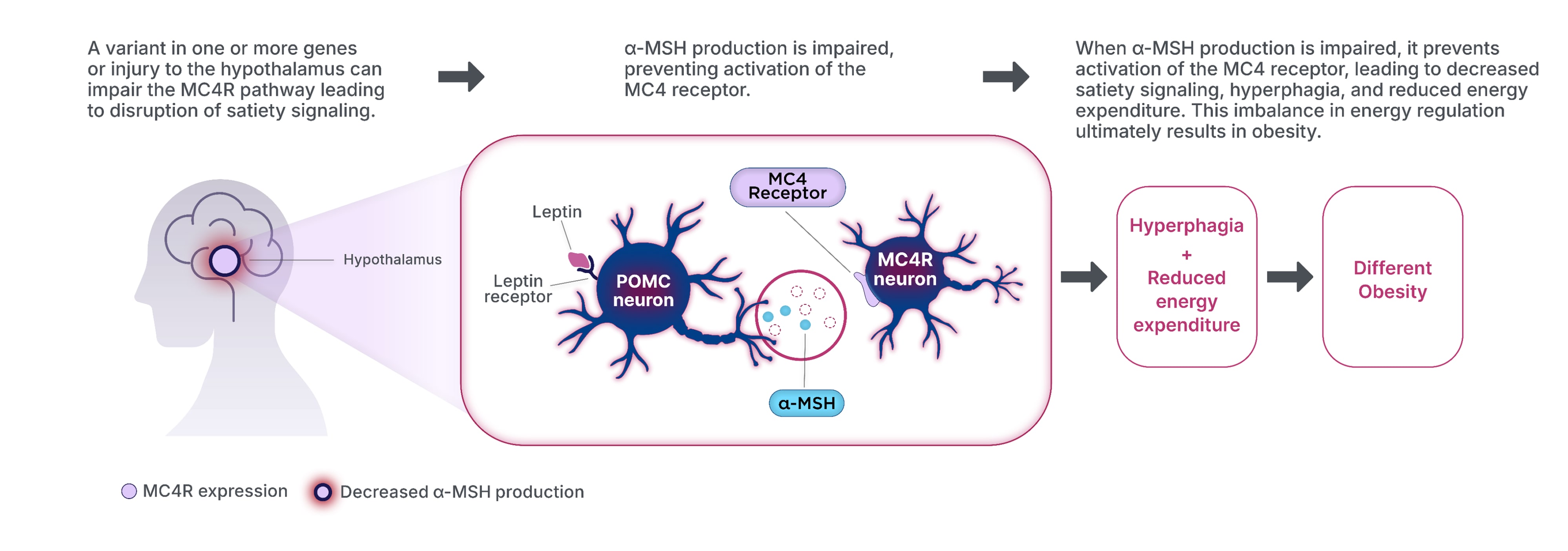 A variant in one or more genes can impair the MC4R pathway in the hypothalamus, leading to disruption of satiety signaling. Alpha-melanocyte-stimulating hormone production is impaired or deficient, which prevents activation of the MC4 receptor and impairment of the MC4R pathway. This leads to decreased satiety signaling, hyperphagia, and reduced energy expenditure, all of which can lead to a different obesity.