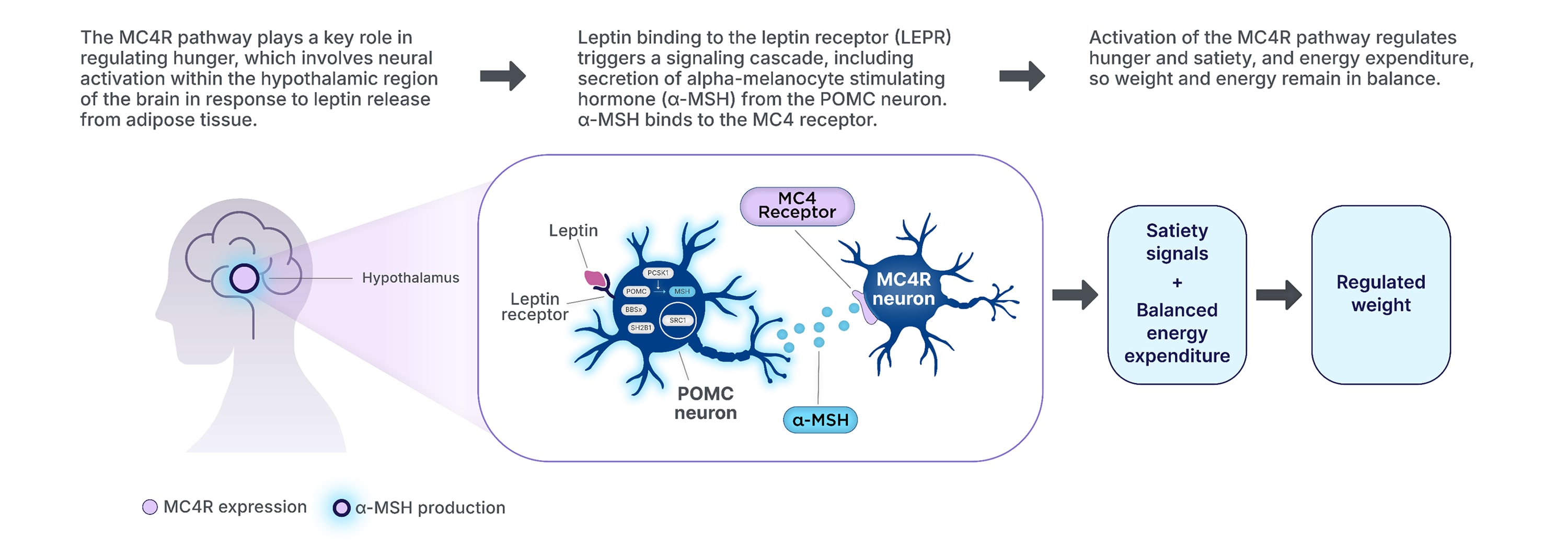 The MC4R pathway plays a key role in regulating hunger, which involves neural activation within the hypothalamic region in response to leptin release. Leptin binding to the LEPR triggers a signaling cascade that includes the secretion of alpha-melanocyte-stimulating hormone from the POMC neuron that binds to the MC4 receptor. This activation of the MC4R pathway regulates hunger, satiety, and energy expenditure, so weight and energy remain in balance.