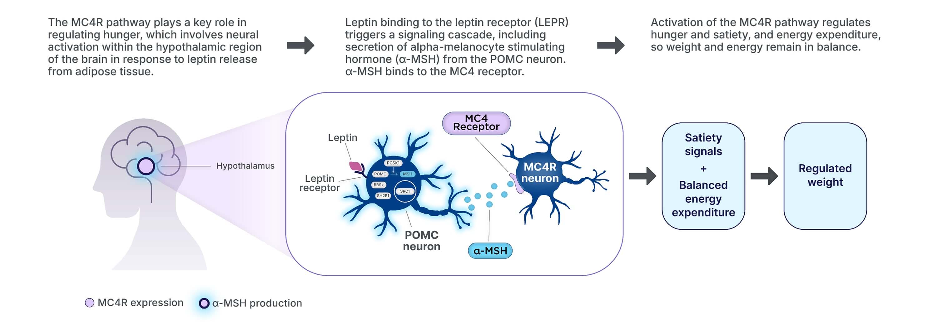 The MC4R pathway plays a key role in regulating hunger, which involves neural activation within the hypothalamic region in response to leptin release. Leptin binding to the LEPR triggers a signaling cascade that includes the secretion of alpha-melanocyte-stimulating hormone from the POMC neuron that binds to the MC4 receptor. This activation of the MC4R pathway regulates hunger, satiety, and energy expenditure, so weight and energy remain in balance.