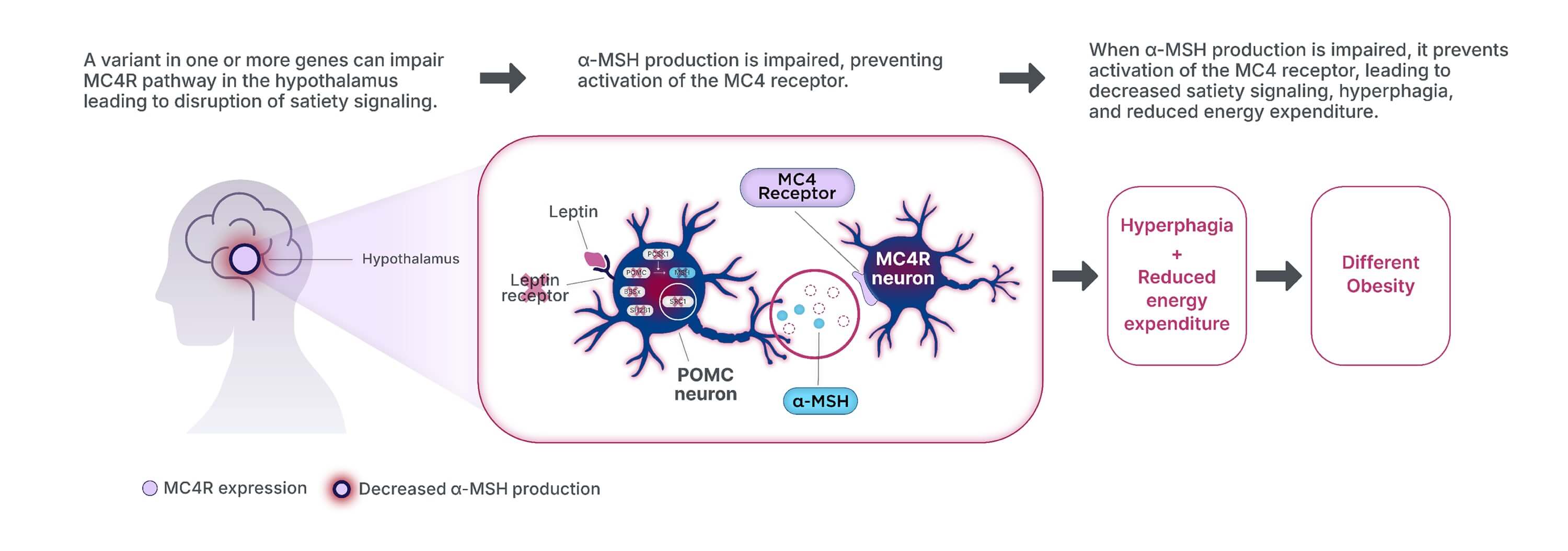 A variant in one or more genes can impair the MC4R pathway in the hypothalamus, leading to disruption of satiety signaling. Alpha-melanocyte-stimulating hormone production is impaired or deficient, which prevents activation of the MC4 receptor and impairment of the MC4R pathway. This leads to decreased satiety signaling, hyperphagia, and reduced energy expenditure, all of which can lead to a different obesity.