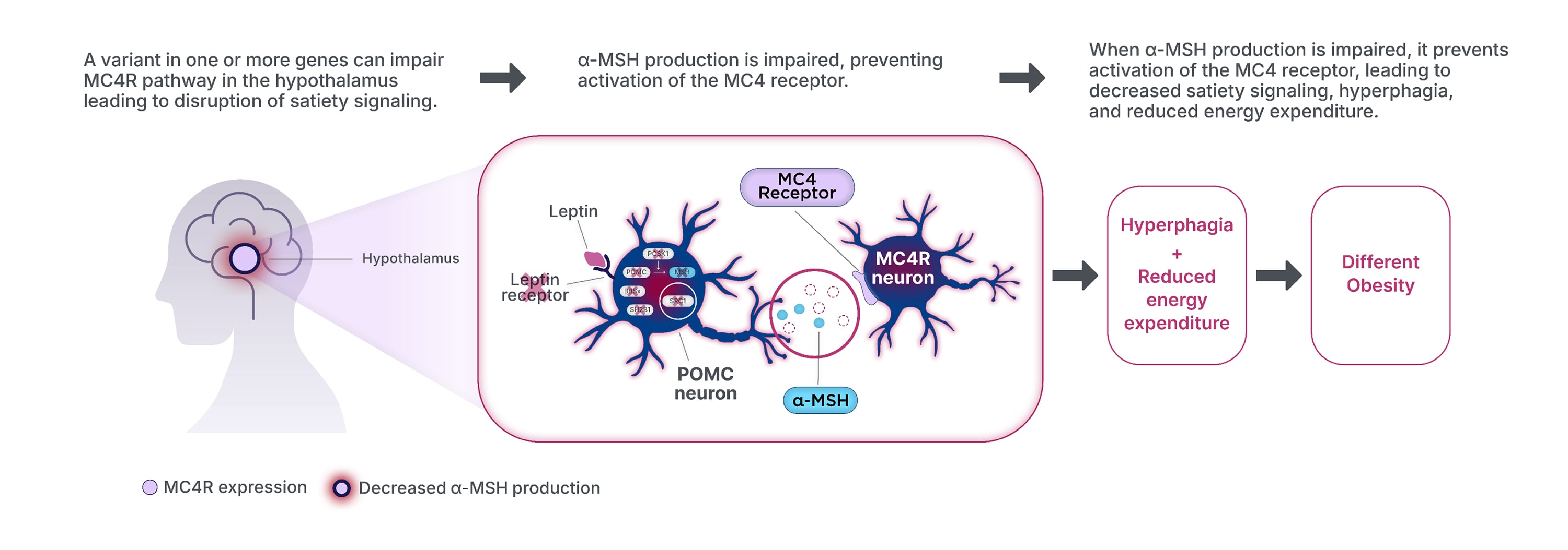 A variant in one or more genes can impair the MC4R pathway in the hypothalamus, leading to disruption of satiety signaling. Alpha-melanocyte-stimulating hormone production is impaired or deficient, which prevents activation of the MC4 receptor and impairment of the MC4R pathway. This leads to decreased satiety signaling, hyperphagia, and reduced energy expenditure, all of which can lead to a different obesity.
