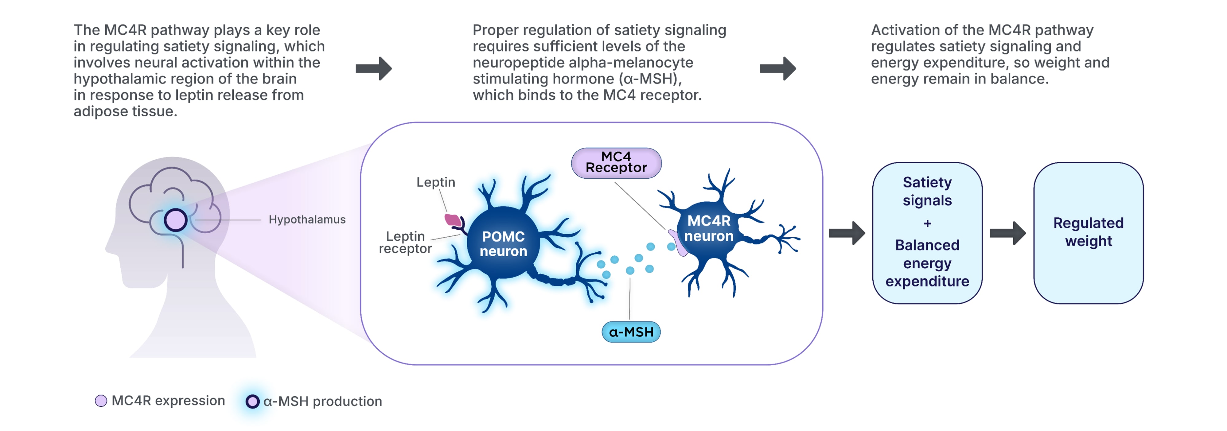 The MC4R pathway plays a key role in regulating hunger, which involves neural activation within the hypothalamic region in response to leptin release. Leptin binding to the LEPR triggers a signaling cascade that includes the secretion of alpha-melanocyte-stimulating hormone from the POMC neuron that binds to the MC4 receptor. This activation of the MC4R pathway regulates hunger, satiety, and energy expenditure, so weight and energy remain in balance.